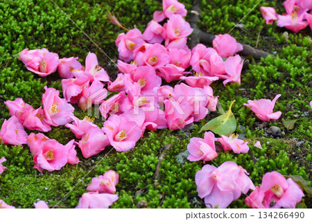 京都靈觀寺春季特別觀賞期內美麗的落山山花（京都府京都市左京區） 134266490
