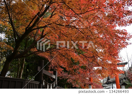 秋葉映照下的下鴨神社 134266493