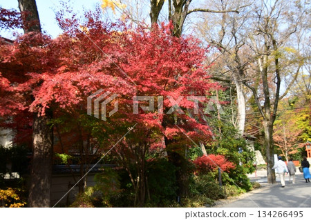 前往下鴨神社欣賞秋葉美景 134266495