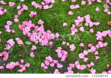 Beautiful fallen camellias at Reikanji Temple in Kyoto during the spring special viewing period (Sakyo Ward, Kyoto City, Kyoto Prefecture) 134266541