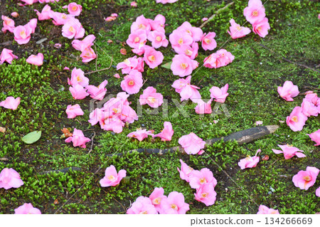 Beautiful fallen camellias at Reikanji Temple in Kyoto during the spring special viewing period (Sakyo Ward, Kyoto City, Kyoto Prefecture) Beautiful fallen camellias at Reikanji Temple in Kyoto during the spring special viewing period (Sakyo Ward, Kyoto City, Kyoto Prefecture) 134266669