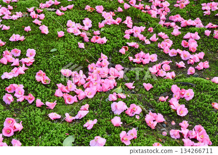 Beautiful fallen camellias at Reikanji Temple in Kyoto during the spring special viewing period (Sakyo Ward, Kyoto City, Kyoto Prefecture) 134266711