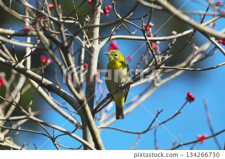 A wild bird, a Japanese white-eye, came to eat the red berries of a dogwood tree. A wild bird, a Japanese white-eye, came to eat the red berries of a dogwood tree. 134266730