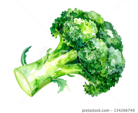 西蘭花水彩插圖 134266749