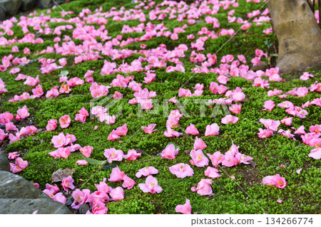 京都靈觀寺春季特別觀賞期內美麗的落山山花（京都府京都市左京區） 134266774