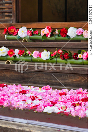 京都靈觀寺春季特別觀賞期內盛開的美麗山茶花（京都府京都市左京區） 134267013