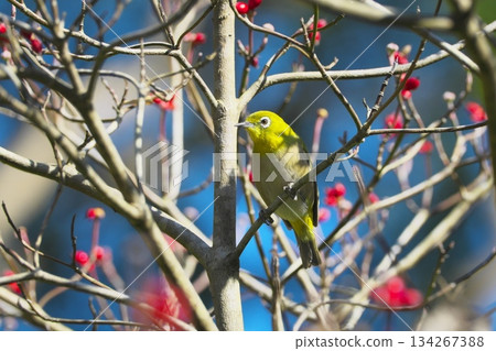A wild bird, a Japanese white-eye, came to eat the red berries of a dogwood tree. A wild bird, a Japanese white-eye, came to eat the red berries of a dogwood tree. 134267388