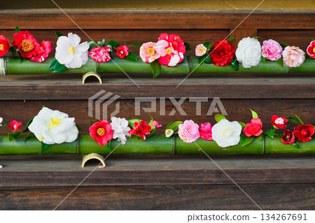 Beautiful camellia flowers at Reikanji Temple in Kyoto during the spring special viewing period (Sakyo Ward, Kyoto City, Kyoto Prefecture) 134267691