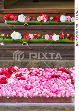 京都靈觀寺春季特別觀賞期內盛開的美麗山茶花（京都府京都市左京區） 134267692