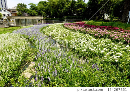 大阪市住吉區住吉公園花水廣場鮮花盛開的景色 134267861
