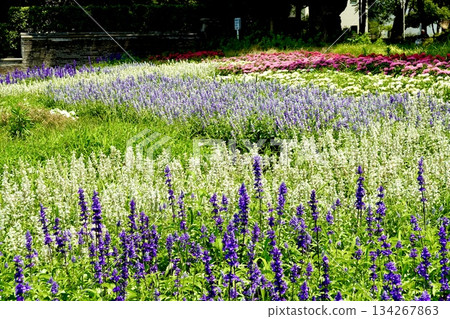 大阪市住吉區住吉公園花水廣場鮮花盛開的景色 134267863
