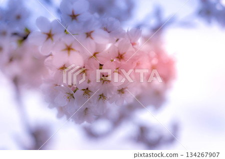 Blue Spring ~Cherry Blossoms~ Blue Spring ~Cherry Blossoms~ 134267907