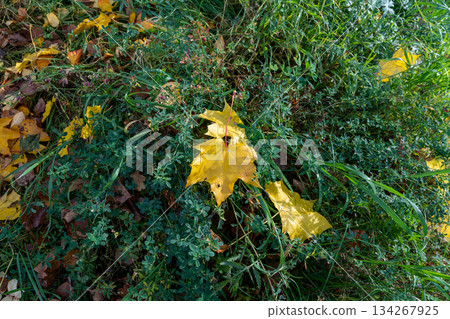 Autumn Leaves on Green Groundcover and Grass in a Quiet Garden Scene 134267925