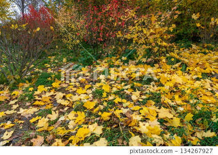 Vivid Autumn Foliage With Bright Yellow Leaves On Trees And Ground 134267927