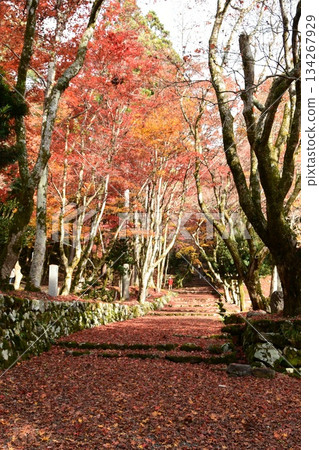 Momiji Road 134267929