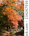 滋賀石堂寺秋葉 134267930