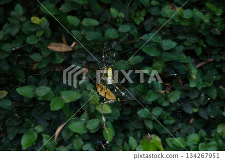 蜘蛛網和圓蛛 蜘蛛網和圓蛛 134267951