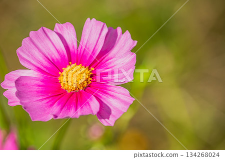 Cosmos at Mitsukawa Yumenooka Park in Fukuroi City (Shizuoka Prefecture) Cosmos at Mitsukawa Yumenooka Park in Fukuroi City (Shizuoka Prefecture) 134268024