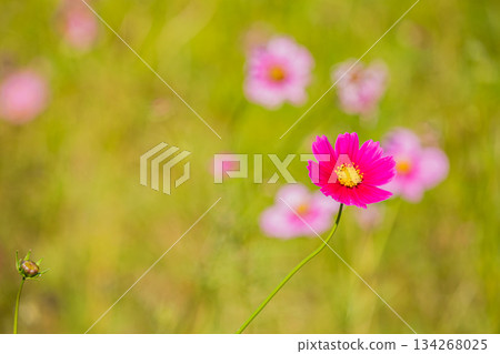 袋井市（靜岡縣）三川夢之岡公園的波斯菊 134268025