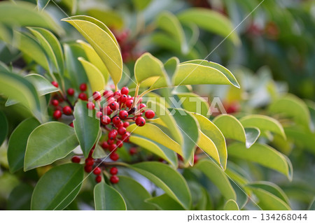 黑金餅的紅色果實,冬青的果實 黑金餅的紅色果實,冬青的果實 134268044