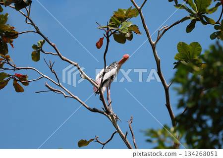 The Painted Stork bird (Mycteria leucocephala) on tree in nature 134268051