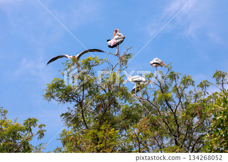 The Painted Stork bird (Mycteria leucocephala) on tree in nature 134268052