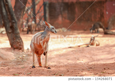 The red kangaroo is stay and eat grass in garden 134268071