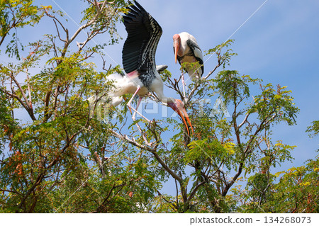 The Painted Stork bird (Mycteria leucocephala) on tree in nature The Painted Stork bird (Mycteria leucocephala) on tree in nature 134268073