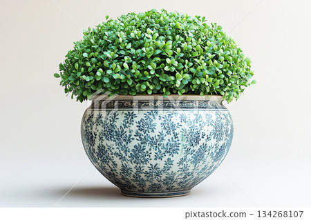 Wide-mouthed ceramic vase. Boxwood which fleshy leaves is trimmed in shape of a circle. Bush is growing in vintage pot. Wide-mouthed ceramic vase. Boxwood which fleshy leaves is trimmed in shape of a circle. Bush is growing in vintage pot. 134268107