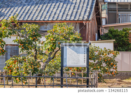靜岡縣森町的次郎柿子樹景色 靜岡縣森町的次郎柿子樹景色 134268115