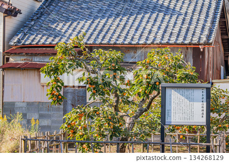 靜岡縣森町的次郎柿子樹景色 134268129