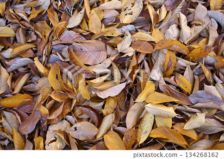 Fallen leaves in early winter Fallen leaves in early winter 134268162