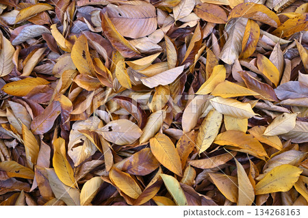 Fallen leaves in early winter Fallen leaves in early winter 134268163