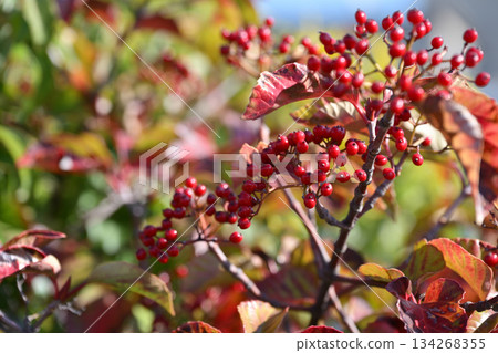 Red berries of the Viburnum genus Red berries of the Viburnum genus 134268355