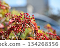 Red berries of the Viburnum genus 134268356