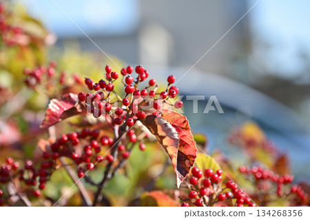 Red berries of the Viburnum genus Red berries of the Viburnum genus 134268356