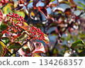Red berries of the Viburnum genus 134268357
