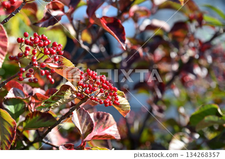 莢蒾屬植物的紅色漿果 莢蒾屬植物的紅色漿果 134268357