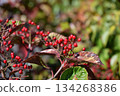 Red berries of the Viburnum genus 134268386