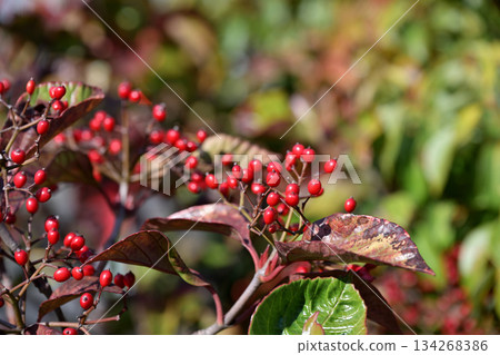 Red berries of the Viburnum genus 134268386