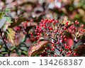 Red berries of the Viburnum genus 134268387