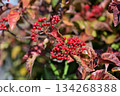 Red berries of the Viburnum genus 134268388