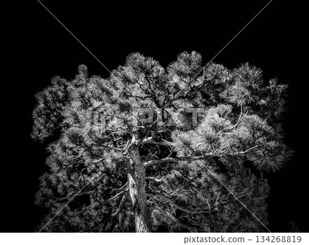 Monochrome World ~Night Pine~ 134268819
