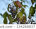 Black berries of Ligustrum orbicularis chinensis 134268837