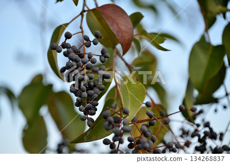 Black berries of Ligustrum orbicularis chinensis 134268837