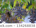 Black berries of Ligustrum orbicularis chinensis 134268838