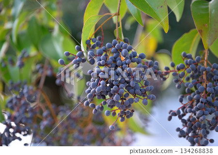 Black berries of Ligustrum orbicularis chinensis 134268838