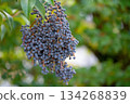 Black berries of Ligustrum orbicularis chinensis 134268839