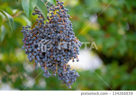 中華女貞（Ligustrum orbicularis chinensis）的黑莓 134268839