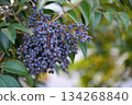 Black berries of Ligustrum orbicularis chinensis 134268840